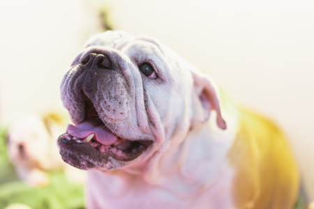 White American Bulldog on color floor. Beautiful and cute American Bulldog puppy. American bulldog sitting
