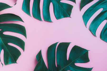 Aromatherapy  product  Spa set, flat lay composition.Tropical leaf concept style., massage with pink background. top view.Monstera leaves template, tropical summer fashion background.の写真素材
