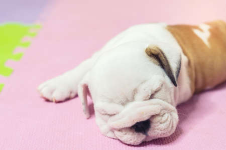 English bulldog lying on color background. Close-up photo.white puppy sleeping .の写真素材
