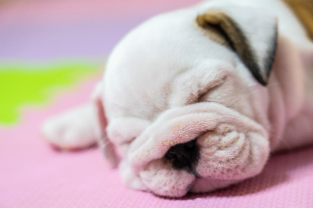 English bulldog lying on color background. Close-up photo.white puppy sleeping .の写真素材