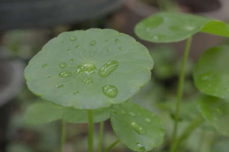 Pennywort with water drops on leaves.