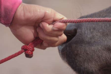 Pull rope buffalo to stable race track with buffalo festival at Chonburi province,Thailand.の写真素材