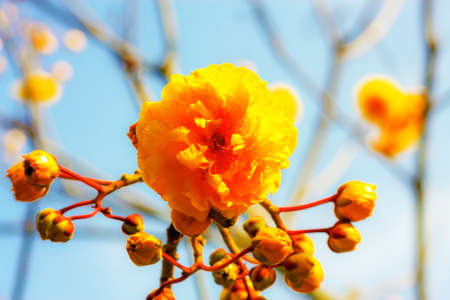 Yellow cotton flower with blue sky background.の写真素材