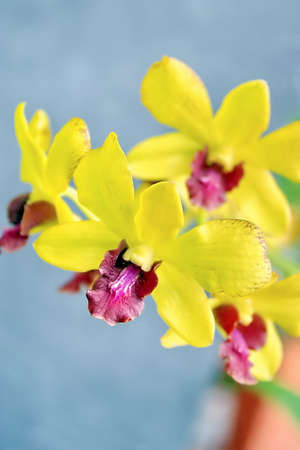 Image view of yellow orchid with blur background.の写真素材