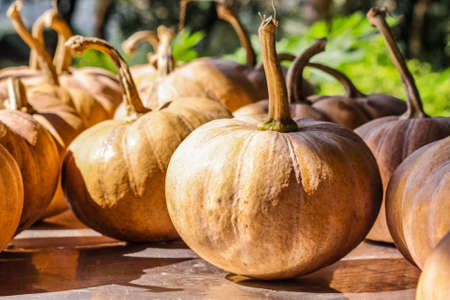 Yellow pumpkin on dark wood.の写真素材