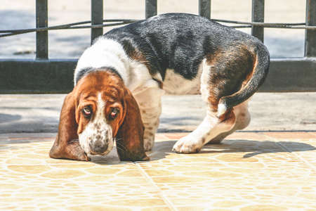 English basset hound dog lover.