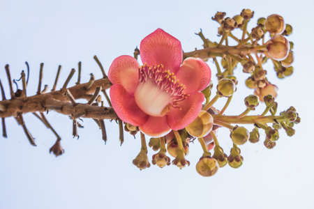 Close-Up Of The Couroupita Guianensis Or Cannonball Tree.