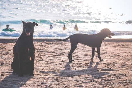 The Black Dog Sitting On Sandy Beach Near The Sea.の写真素材