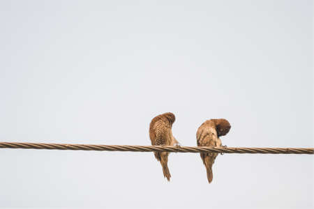 Two Ricebird Is Resting Standing On The Wire At White Backdrop.