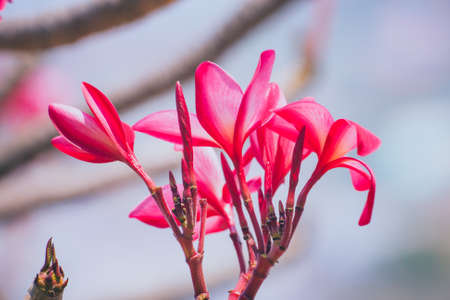 Beautiful Of Plumeria Flowers Full Bloom Branches Filed Into The Air.の写真素材