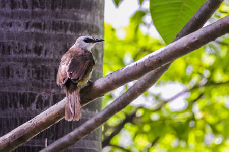 Yellow-Vented Bulbul (Pycnonotus goiavier) Perch On Tree.の写真素材