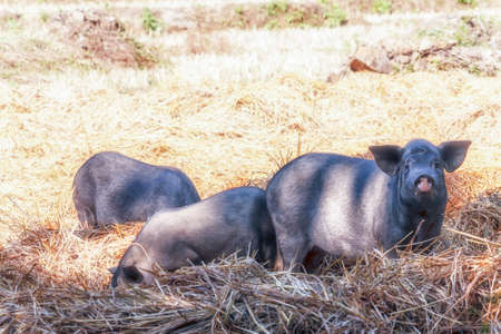 Herd Black Pig On Paddy Field In Rural Thailand.の写真素材