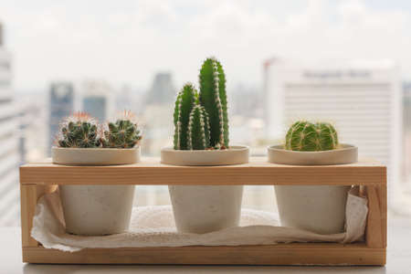 Cactus Plant Close-Up Growth In White Pot.の写真素材