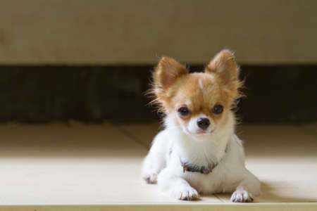Chihuahua Puppy Dog Is Sleeping On Floor.の写真素材
