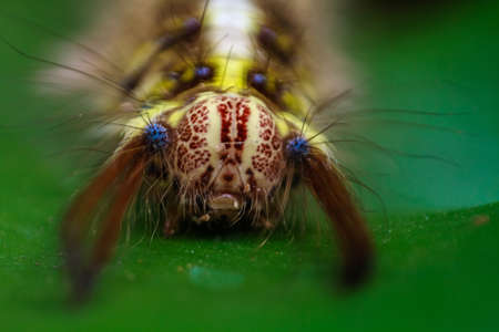 Close-Up Image Of A Worm On Green Leaves.