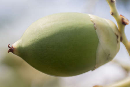 Green Catechu Areca Nut Mature Unripe On Tree.の写真素材