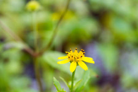 Creeping Daisy Or Climbing Wedelia - Asteraceae (Compositae) Ground Cover Blossoming With Green Background.の写真素材