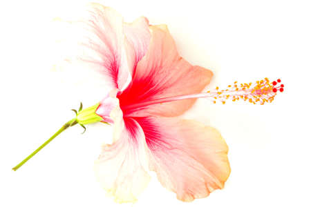 Beautiful Hibiscus Pollen Close-Up On White Background.の写真素材