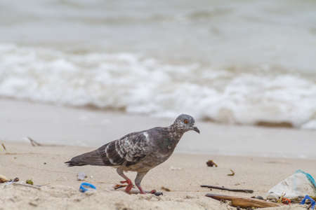 Pigeon (columbidae) Walking On Sandy Beach Near The Sea.の写真素材