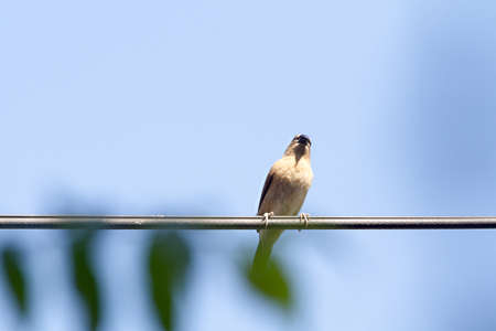 Ricebird Is Resting Standing On The Wire At Blue Sky Background.の写真素材