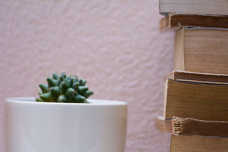 Books Stacked And Cactus In White Pot At Plaster Surface Backdrop.の写真素材