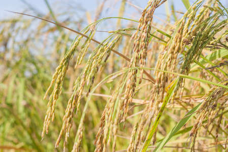 Ears Of Rice Waiting To Be Harvested At Paddy Rice In Rural Thailand.の写真素材