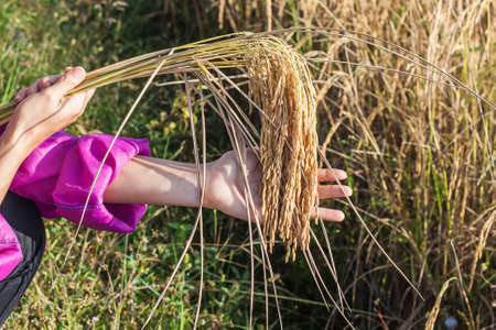 Hands Of Woman Farmer Are Holding Ears Of Rice.の写真素材