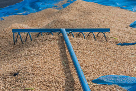 After Harvesting Agriculture Rice Seed From Farmer In Rural Thailand.の写真素材