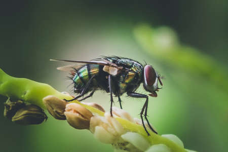 Close-Up Image Of A Green Fly Perch On Branch.の写真素材