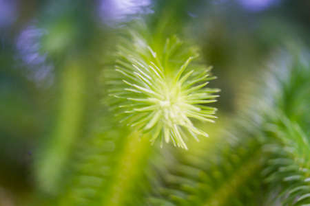 Image Of Green Leaves At Blurred Background.の写真素材