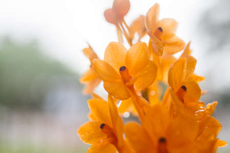 Beautiful Of Orchid Flowers Blooming In The Garden.