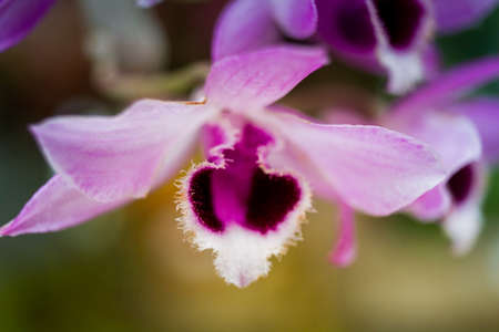 Beautiful Of Orchid Flowers Blooming In The Garden.の写真素材