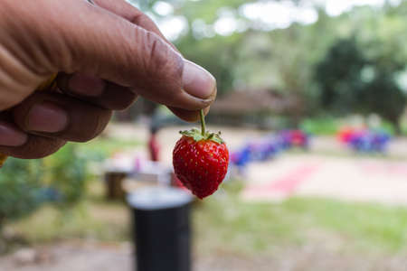 Colorful Freshness Close-Up Of Red Strawberry With Hand.の写真素材