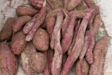Purple Sweet Yam From Agriculture Sell At Street Vendors.の写真素材