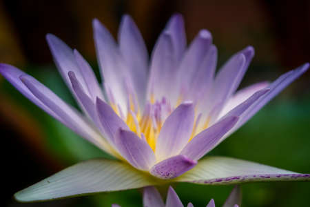 Beautiful Of Lotus Lily Water Close-Up In The Garden.の写真素材