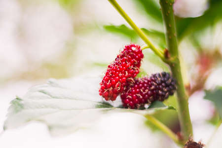Fresh Organic Mulberry Fruit On Branch With Green Leafs At Bokeh Background.