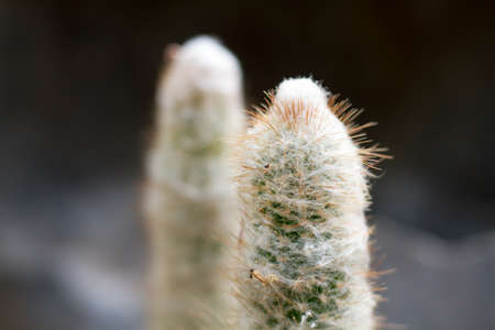 Cactus plant close-up growth in the garden.の写真素材
