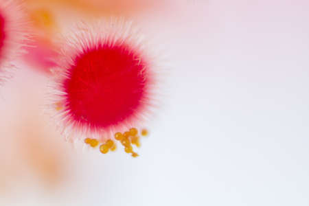 Beautiful Hibiscus Pollen Close-Up At Blurred Background.の写真素材