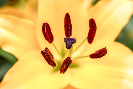 Beautiful Of Lily Flowers Blooming In The Garden.の写真素材