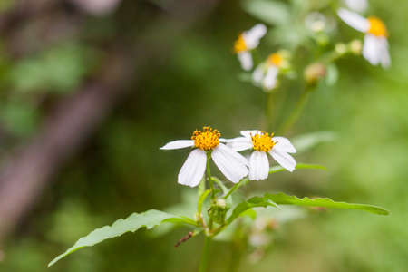 Beautiful Of Daisy Flowers Blooming In The Garden.の写真素材