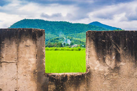 Magnificent Scenery Of Green Rice Field In Countryside Of Thailand.の写真素材
