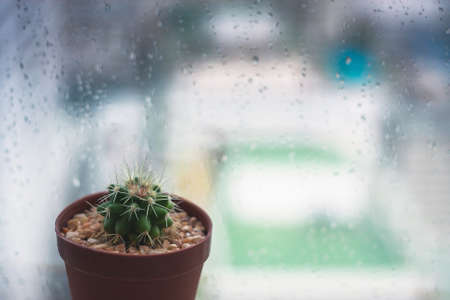 Cactus And Rain Drops On Clear Window In Rain Weather.の写真素材