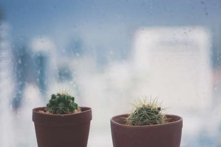 Cactus And Rain Drops On Clear Window In Rain Weather.の写真素材