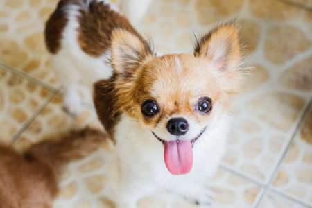Chihuahua Small Puppy Dog Resting On Floor Looking At Camera.の写真素材