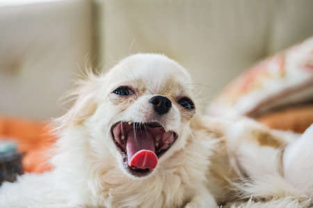 Chihuahua Small Puppy Dog Resting On Floor Looking At Camera.の写真素材