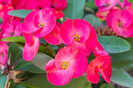 Red Crown Of Thorn Or Poi Sian Flowers.の写真素材