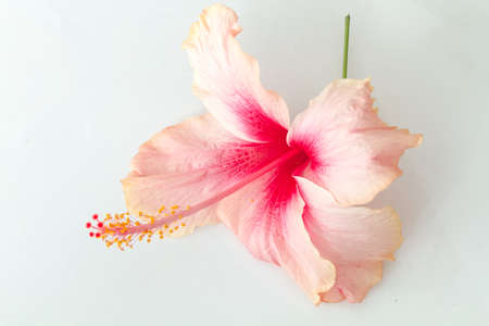 Beautiful Hibiscus Pollen Close-Up On White Background.の写真素材