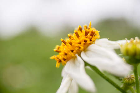 Beautiful Of Daisy Flowers Blooming In The Garden.の写真素材