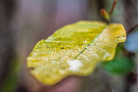 Image View Surface Of Leaves In Nature Seasonal.