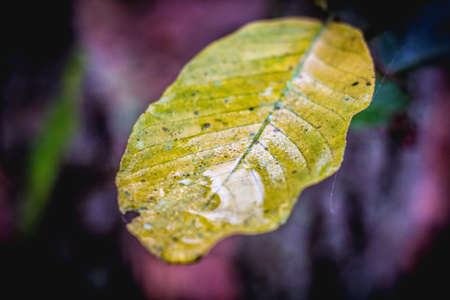 Image View Surface Of Leaves In Nature Seasonal.の写真素材